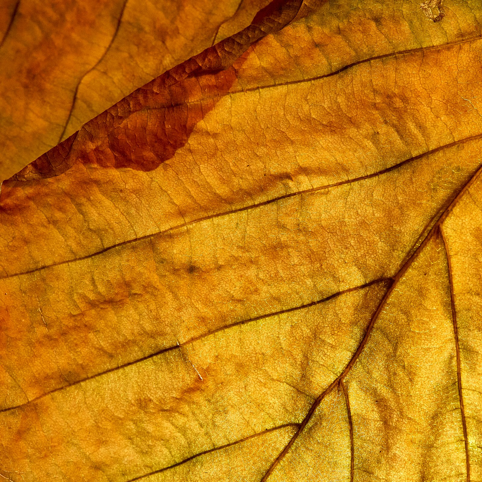 photograph : macrophotograph of an autumn leaf. autumnal / fall colours. Author : Stephane Loustalot