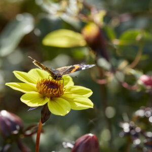 photograph of a butterfly on a yellow flower at the start of the autumn season. author : stephane loustalot