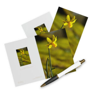 yellow daffodil greetings cards
