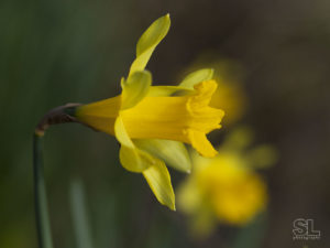 Close-up of a yellow Daffodil. Author : Stephane Loustalot. Limited edition giclee print.