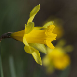 Close-up of a yellow Daffodil. Author : Stephane Loustalot. Limited edition giclee print.