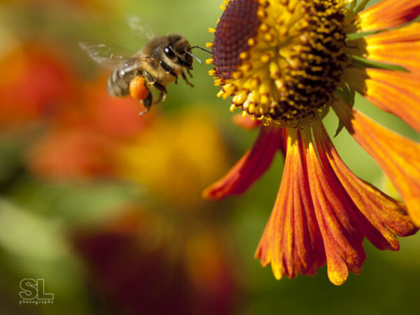 Photograph of a honey bee pollinating a flower. Digigraphie print limited edition. Author : Stephane Loustalot