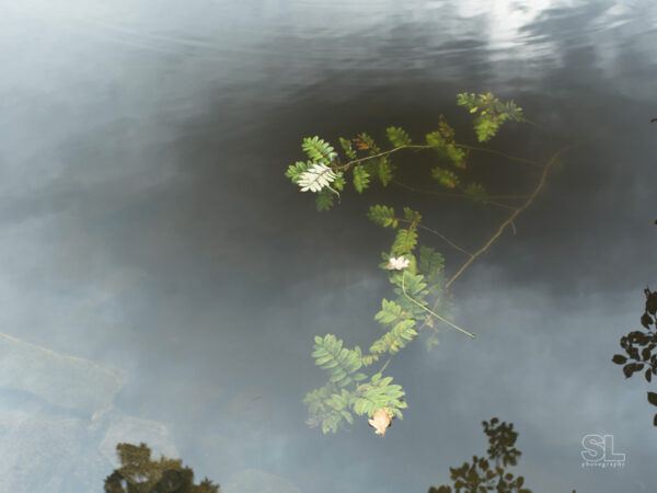 leaves on water. digigraphie giclee limited edition. author : stephane loustalot