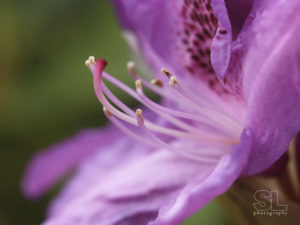nature, purple flower, azalea, closeup