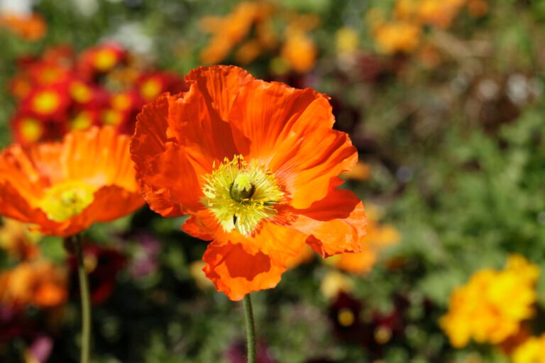 Vibrant orange sand poppy illuminated by sunlight in full bloom. author : stephane loustalot
