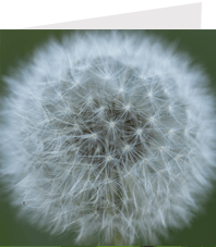 greetings card mock-up of a dandelion close-up. author : stephane loustalot