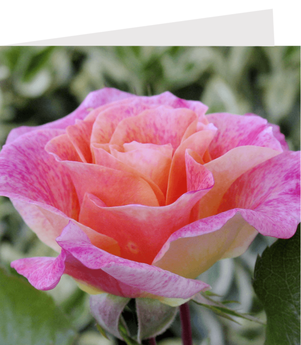 greetings card mock-up of a pink rose close-up. author : stephane loustalot