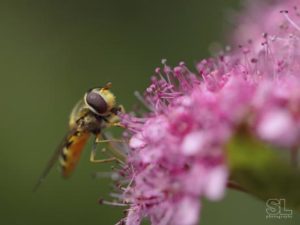 photograph of a a honey bee gathering pollen. author : stephane loustalot